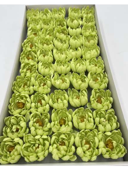 Nuferi sapun aster light green A18 cutie 50 capete