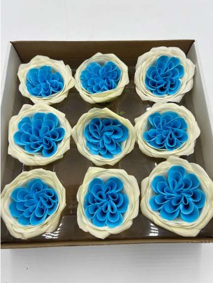 Trandafiri de sapun Austin light blue white cutie 9 capete