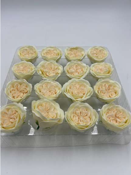 Trandafiri de sapun Austin cream white cutie 16 capete