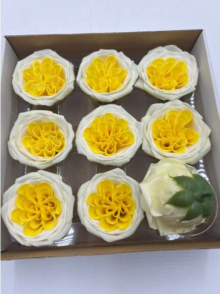 Trandafiri de sapun Austin yellow white cutie 9 capete