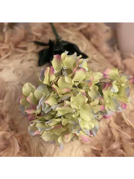 Hortensie KKSS Verde buchet 5 fire