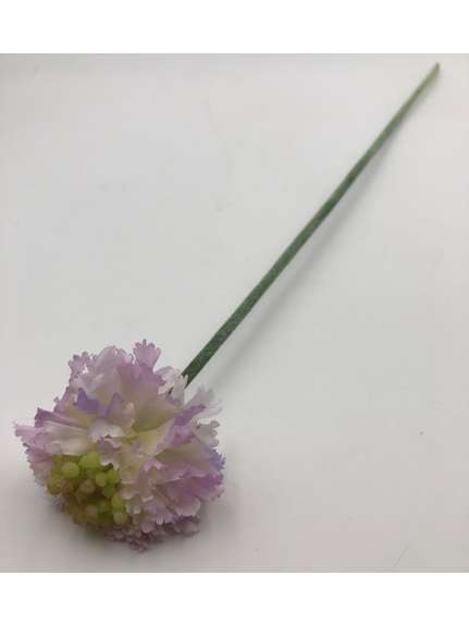 Crenguta scabioasa 2709 White purple