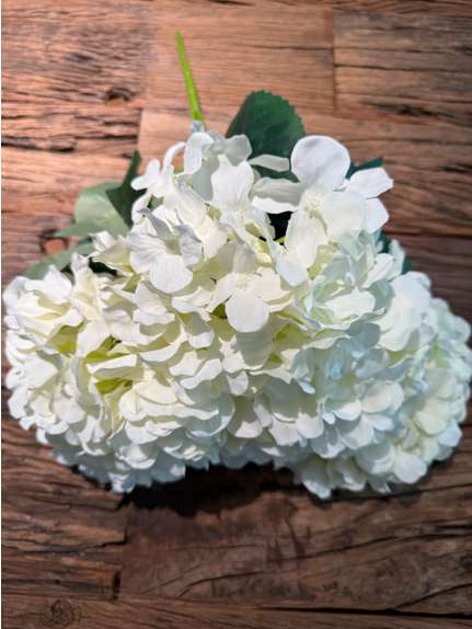 Hortensie buchet 6 fire H8 Alb