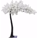 Copac cires cherry blossom Alb H 3 m (latime ramura 2.80 m)