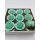 Trandafiri de sapun Austin light blue green cutie 9 capete