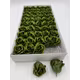 Trandafiri de sapun parfumat premium Blackish Green cutie 50 de flori