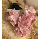 Hortensie KKSS Lila buchet 5 fire