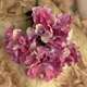 Hortensie KKSS Mov buchet 5 fire