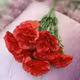 Garofite 2062 Rosu buchet 7 fire