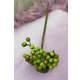 BUCHET BOBITE 2023 GREEN