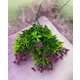 BUCHET VERDEATA SI FLORICELE FR058 MOV