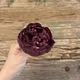 Cap bujor diametru 9 cm Grena