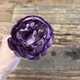 Cap bujor diametru 9 cm Mov