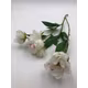 Crenguta bujori 2708 Alb