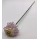 Crenguta scabioasa 2709 White purple