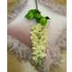 Delphinium FL039 Ivory