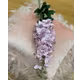 Delphinium FL844 Mov
