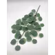 EUCALIPT FR085 VERDE