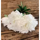 Bujori FL012 Alb buchet 7 fire