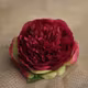 Bujori ciuf FL040 Fucsia set 20 capete