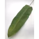 FRUNZA SILICON REAL TOUCH DD30 VERDE INCHIS 102CM