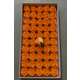 Trandafiri de sapun sidefati Gradient spray color Purplish red/orange cutie 50 de flori