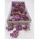 Hortensie sapun parfumat Dark purple cutie 40 capete
