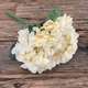 Hortensie KKSS Crem buchet 5 fire