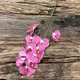 Mini orhidee silicon Fucsia