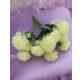 VERDEATA CIULIN FR055 ALB