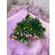 VERDEATA FR058 ROZ